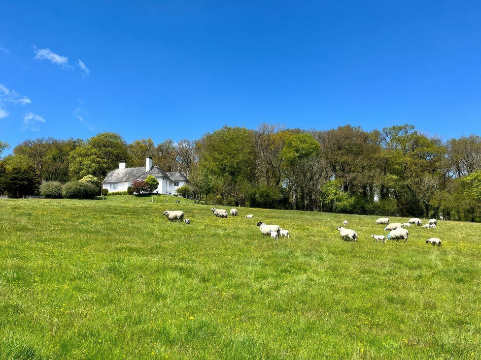 A field with sheep grazing and a house in the background at The White House Okehampton
