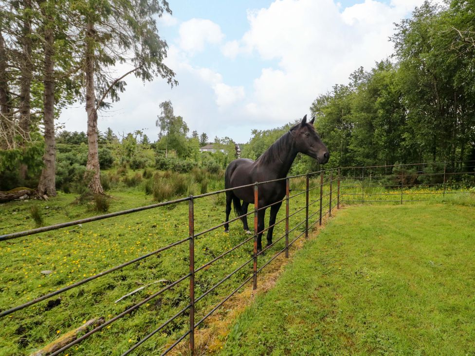 A horse standing near a fence in a field with trees in the background