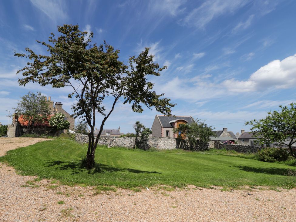 A garden with a tree and building at 6 Hill Street