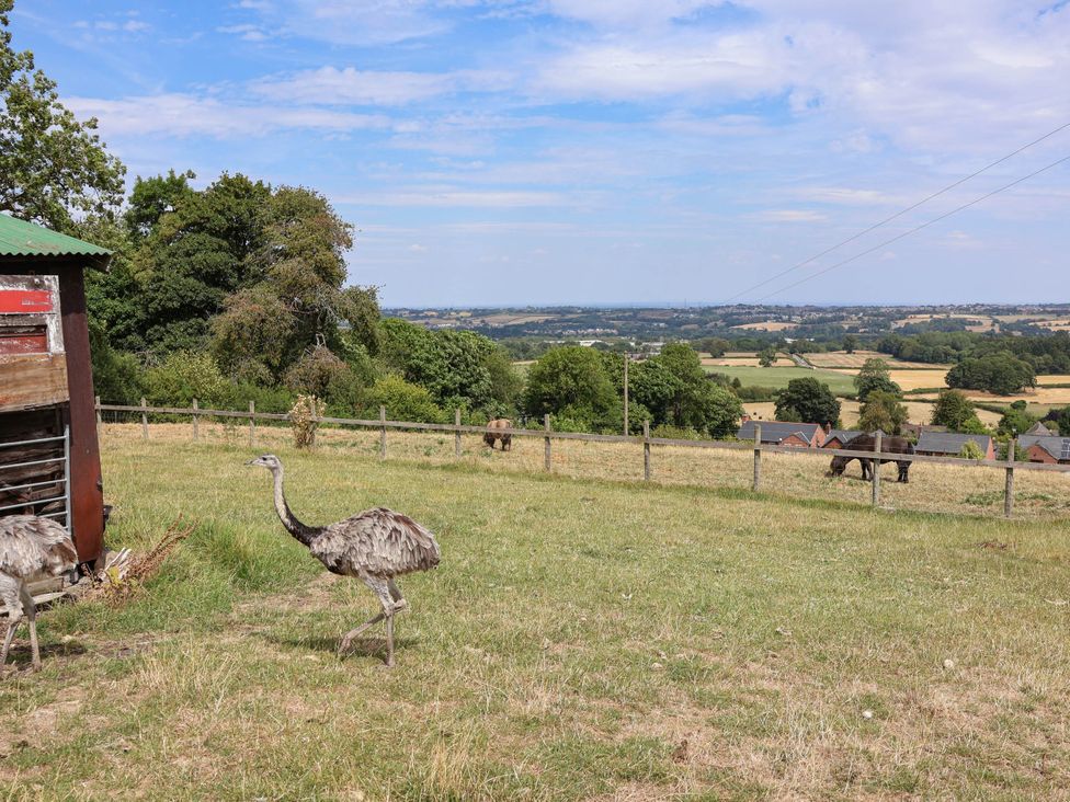 Ostriches in a field with a fence and farms in the background at Balwen in Nercwys near Mold