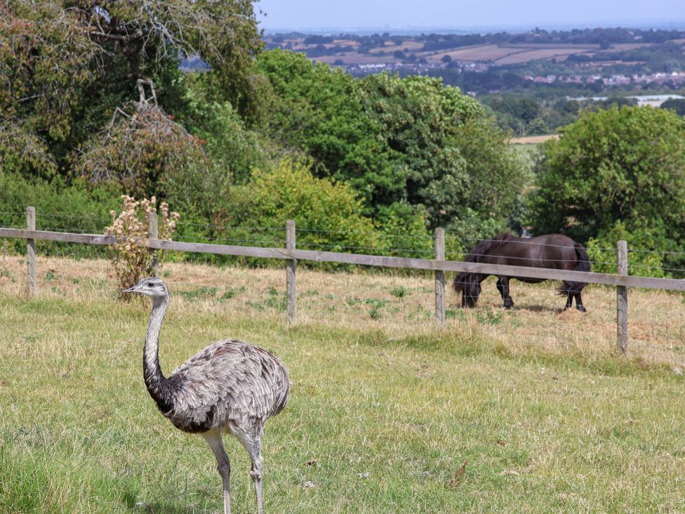 An ostrich and horse in a field at Balwen Nercwys near Mold