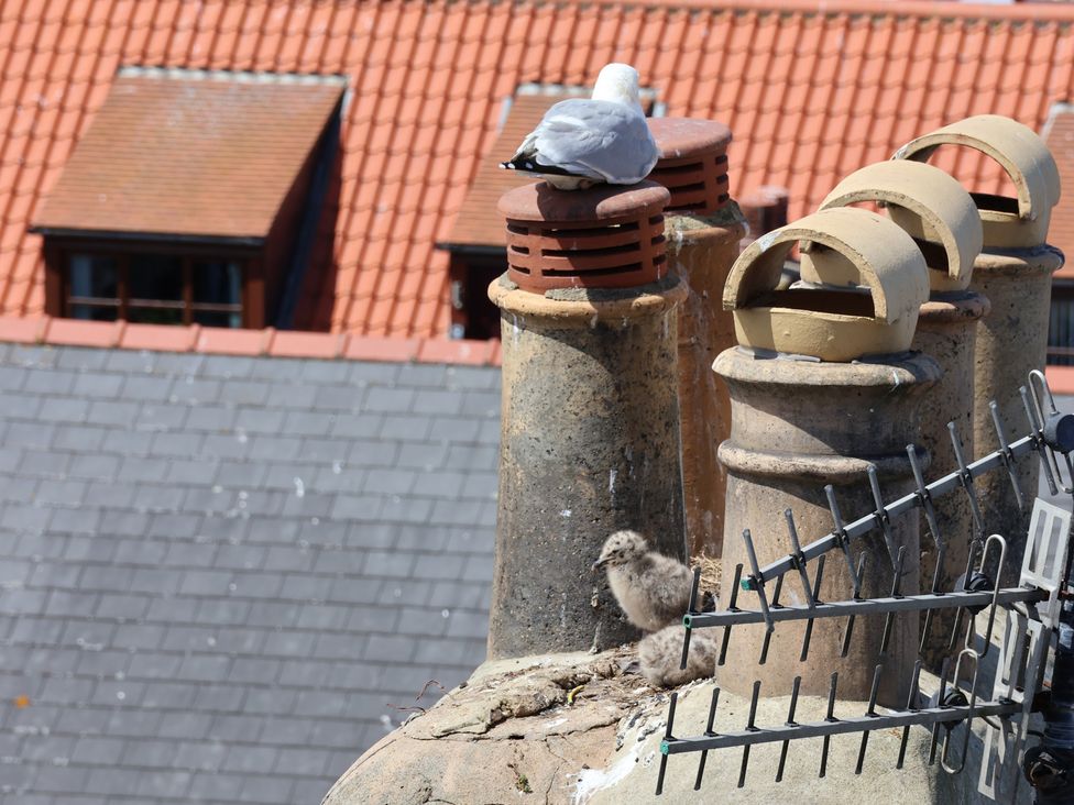 A chimney with a seagull and young seagulls on a roof at 4 Studley Terrace in Whitby