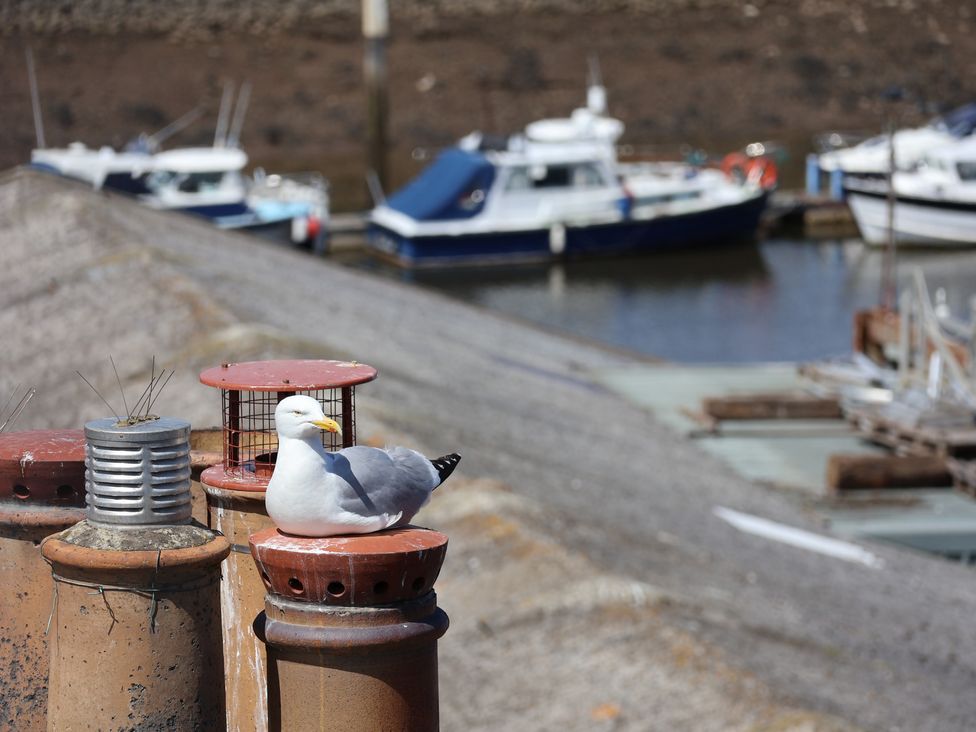 A seagull on a chimney with boats in the background at 4 Studley Terrace Whitby