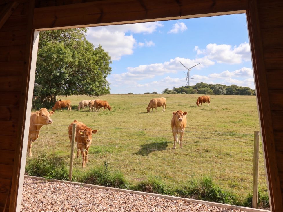 A view of cows in a field with a wind turbine at Gravel Pit Cottage in Bridlington
