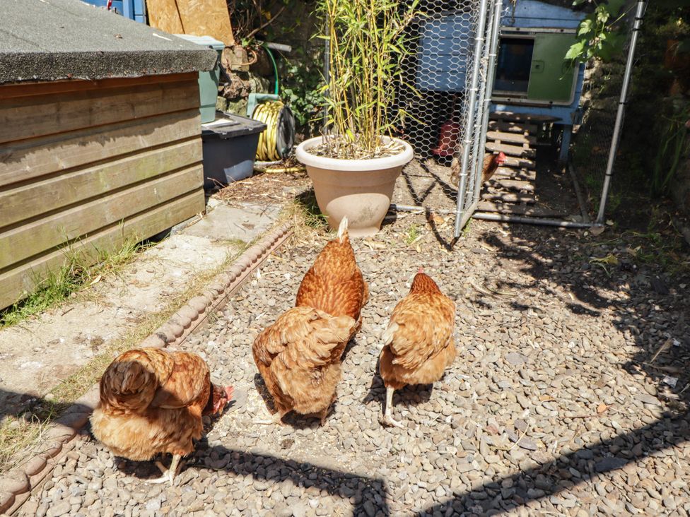 Four chickens in the garden near a wooden shed at 11b Market Street Narberth