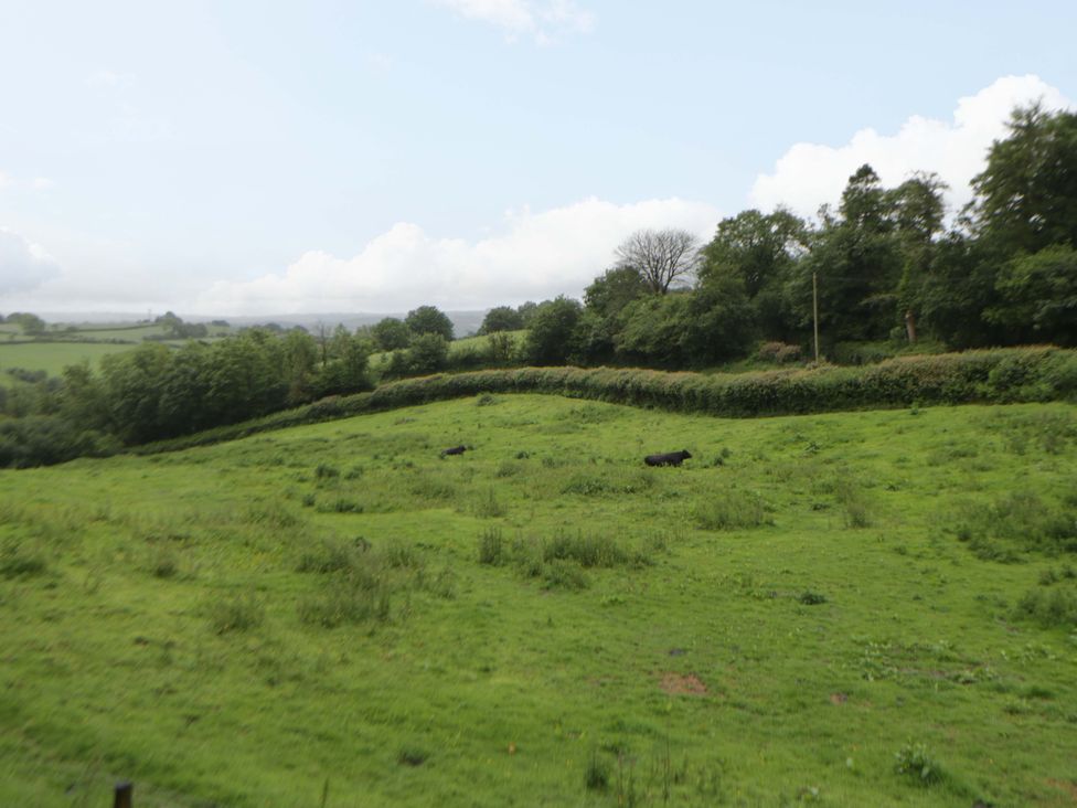 A field with trees and cows at The Hut in Llandysul