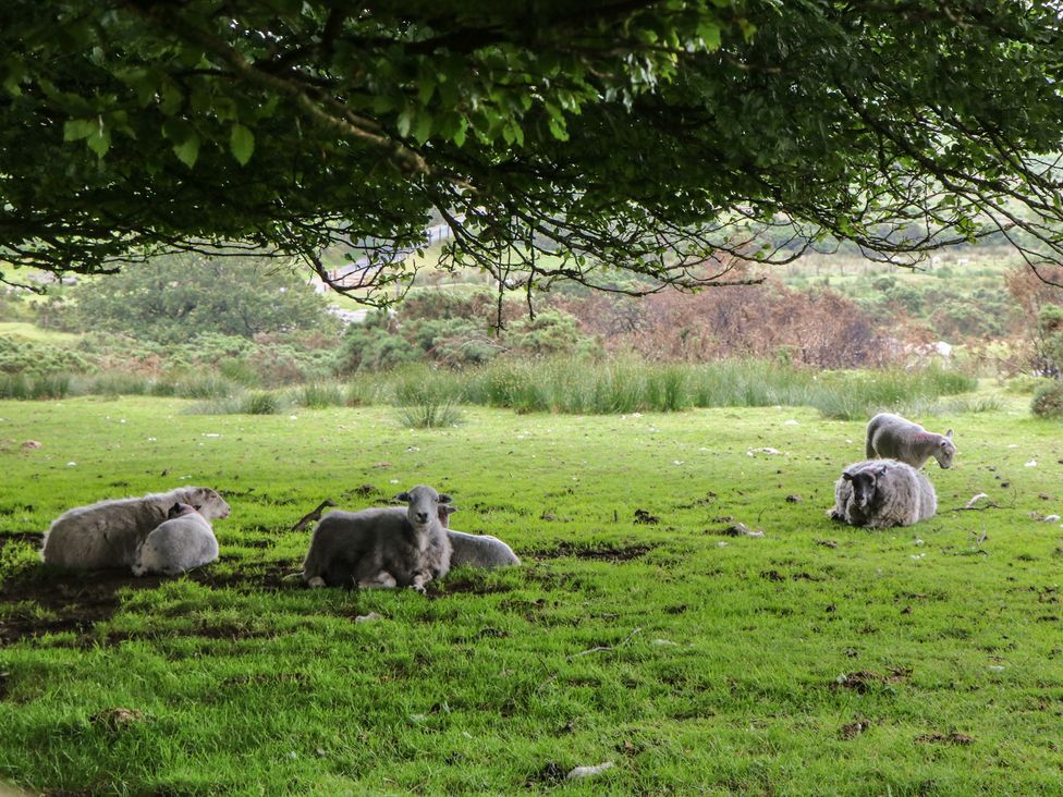 A group of sheep resting in a grassy area under a tree at Ridden Brake shepherds hut Yelverton