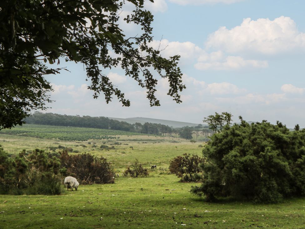 A sheep grazing in a grassy area with trees and hills at Ridden Brake shepherds hut Yelverton
