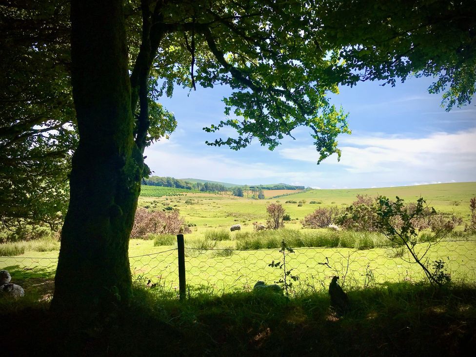 A view of a grassy field with sheep and a tree at Goldcrest Postbridge