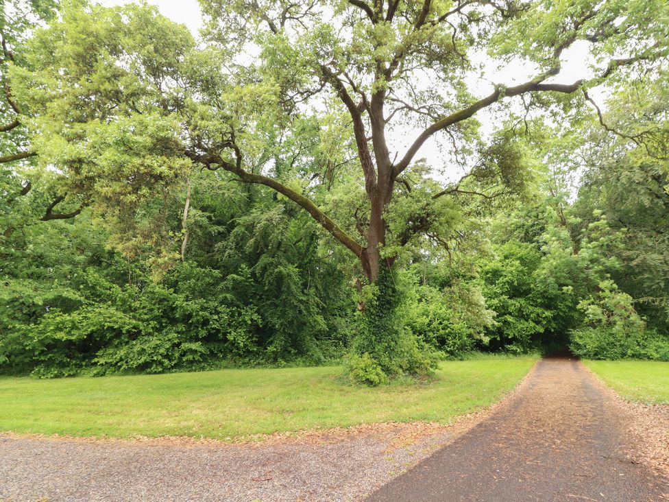 A path leading through greenery with a large tree at The Coach House Cottage BALLYCOMMON