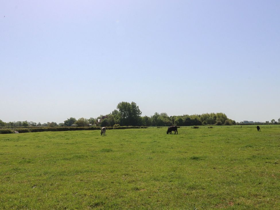 A field with cows grazing at Chestnut Lodge Pilling near Stake Pool