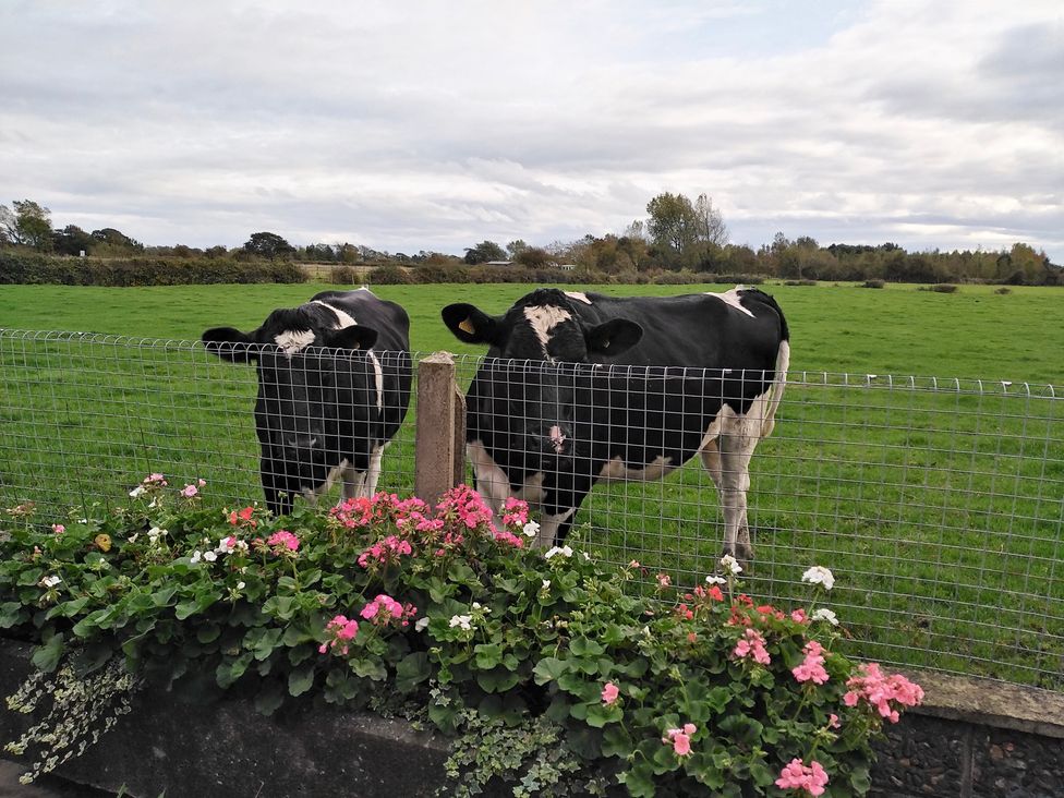 Two cows behind a fence with flowers in front at Chestnut Lodge in Pilling