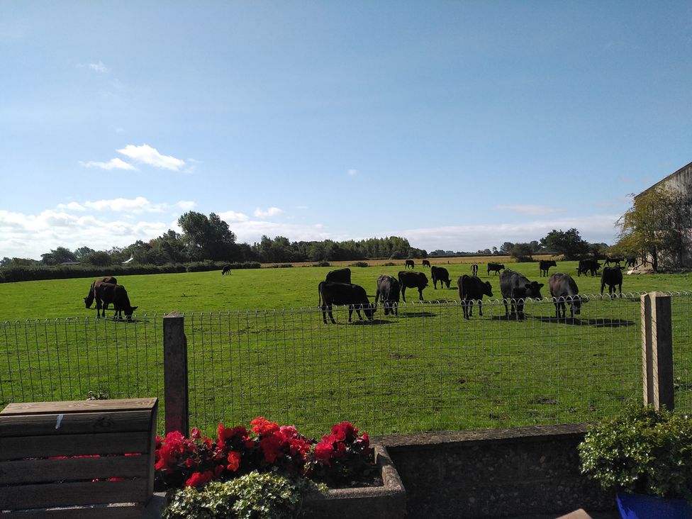 A field with cows grazing and a fence at Chestnut Lodge in Pilling