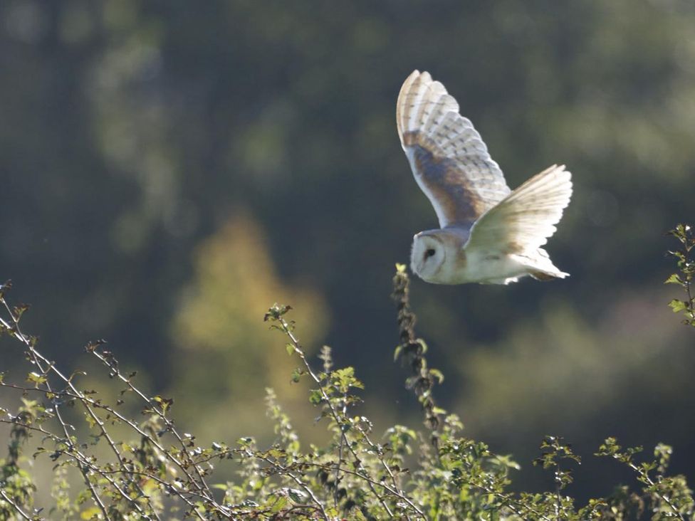 An owl flying above branches in an outdoor setting