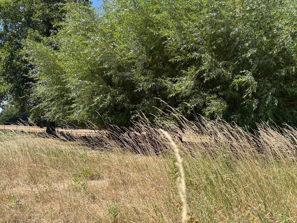 A natural scene with trees and grass in a field