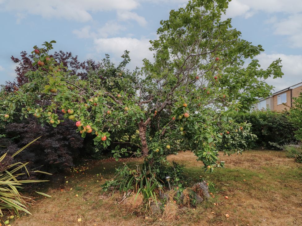 An apple tree with fruit in a garden at Nampara, Colwyn Bay
