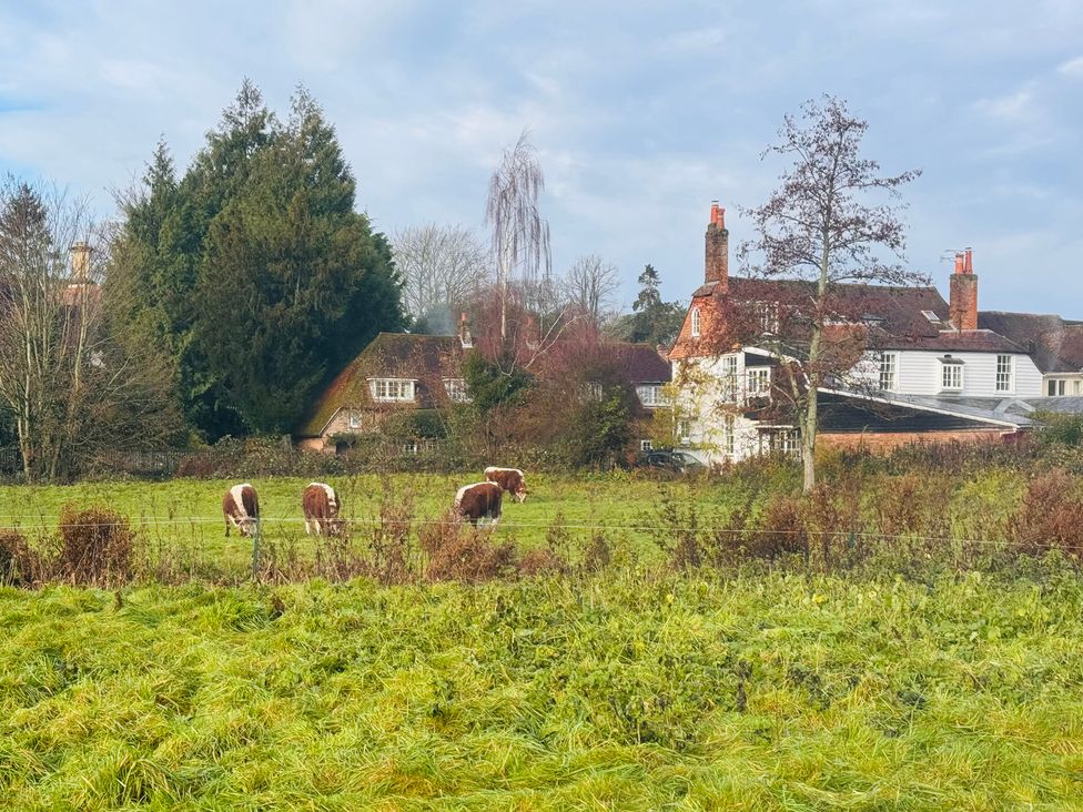 Cows grazing in a field near houses at The Dacha in Winchester