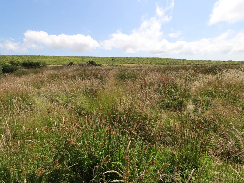 A field with grasses and wildflowers at Moorland Retreat in Bodmin