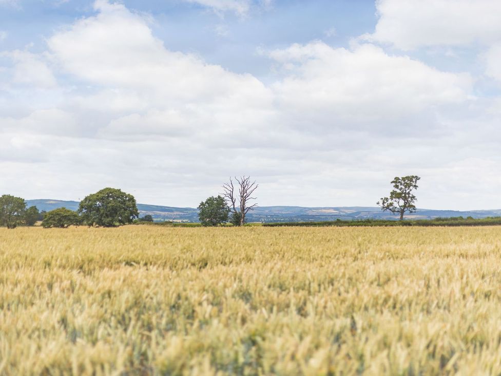 A wheat field with trees and cloudy sky at Wood Cottage in Tenbury Wells