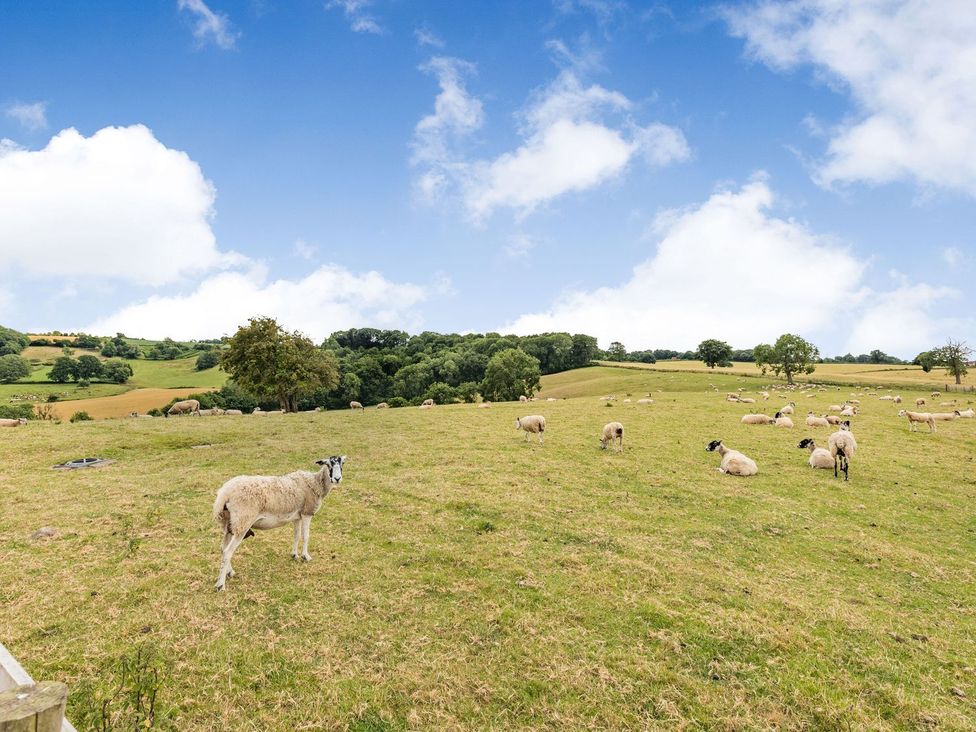 A field with sheep grazing under a blue sky at Wood Cottage in Tenbury Wells