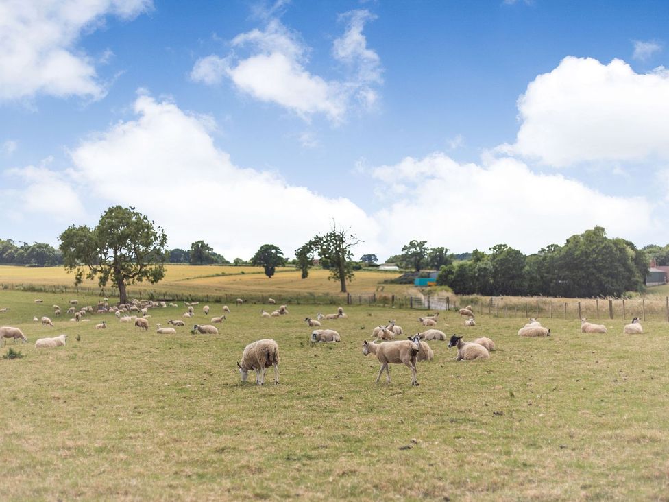 A field with sheep grazing and a tree at Wood Cottage in Tenbury Wells