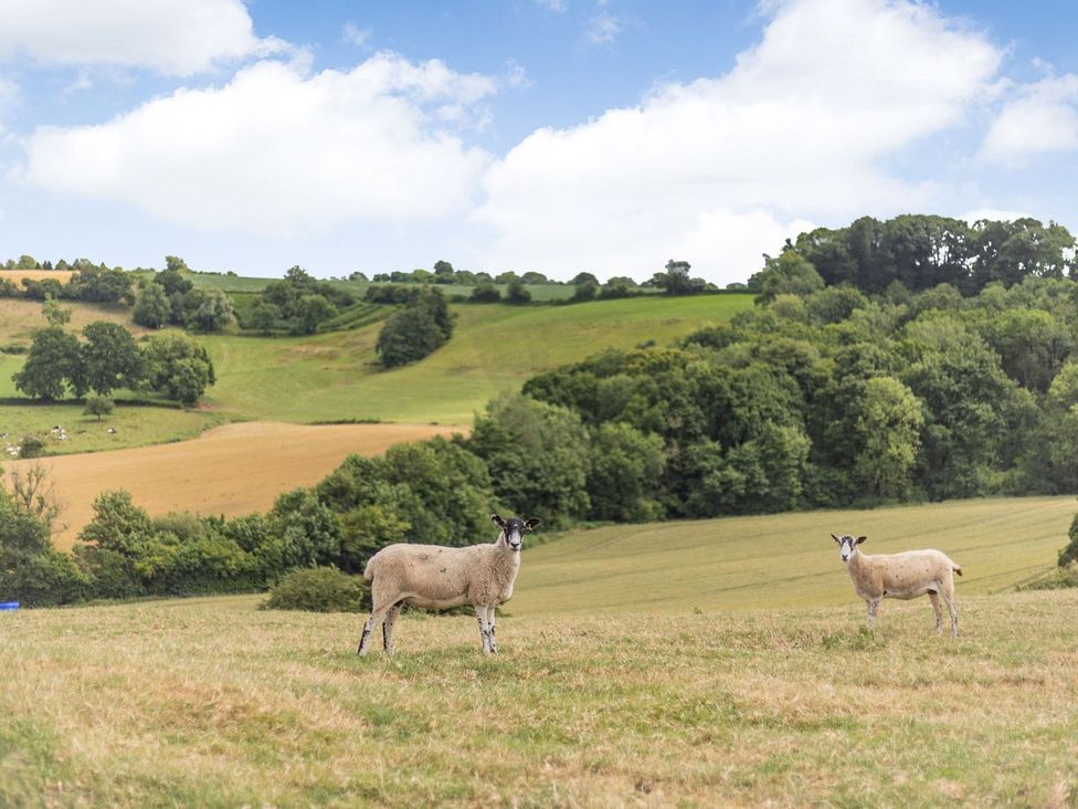 Sheep in a field with rolling hills and trees at Wood Cottage in Tenbury Wells