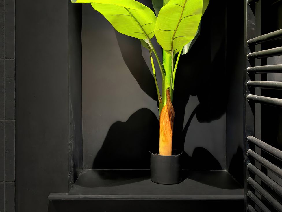 A plant in a pot on a shelf against a wall at Providence Cottage Trellech