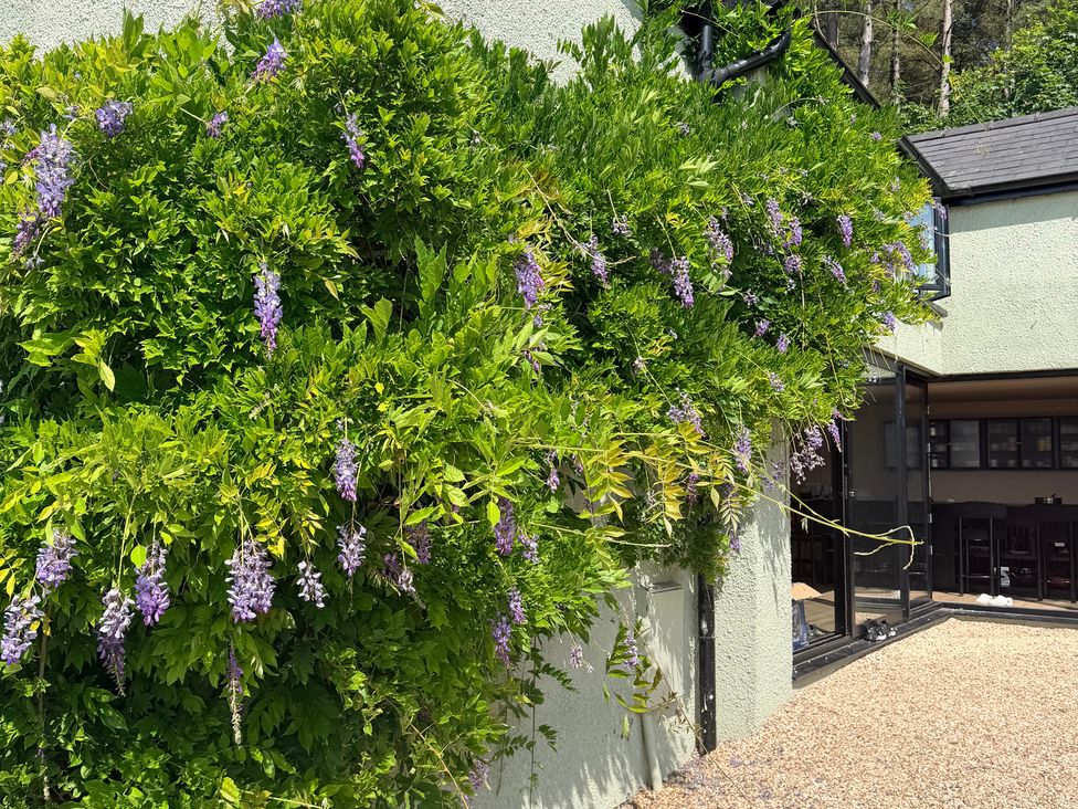 A wisteria plant growing on a building at Providence Cottage in Trellech