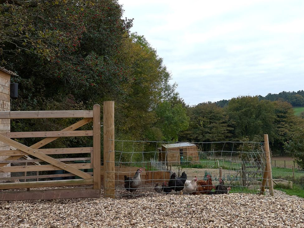 An outdoor area with chickens and a wooden gate at Providence Cottage in Trellech