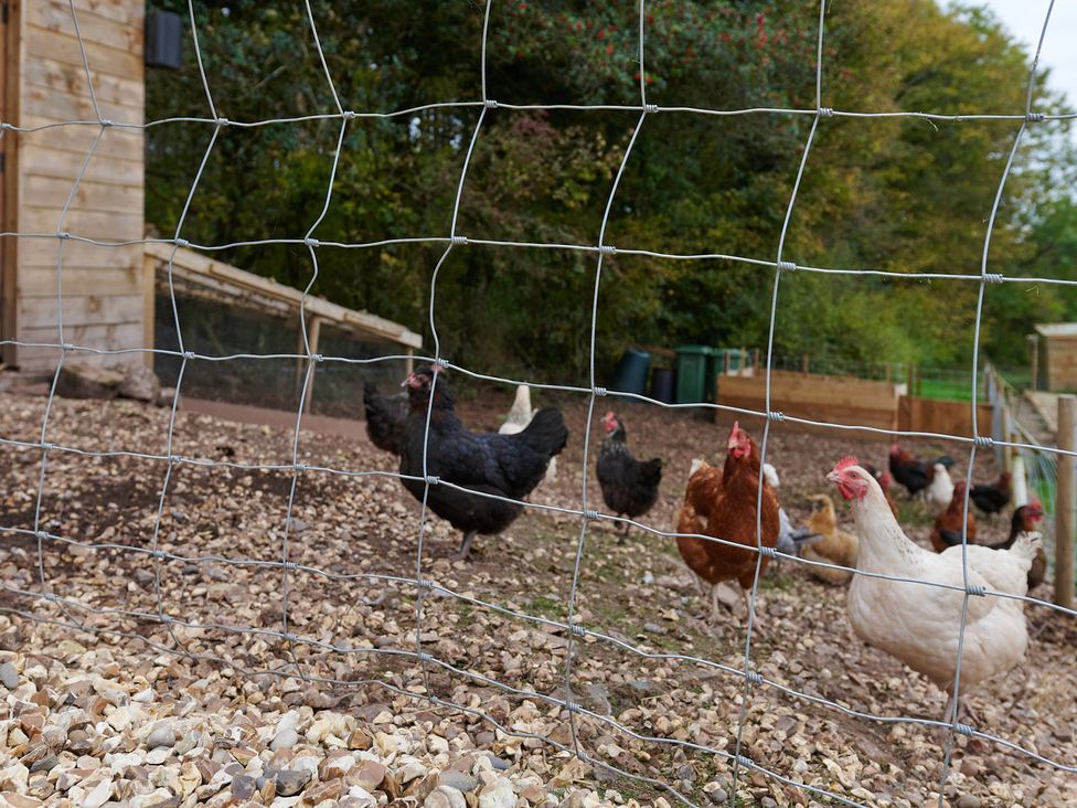 A group of chickens in an outdoor area at Providence Cottage in Trellech