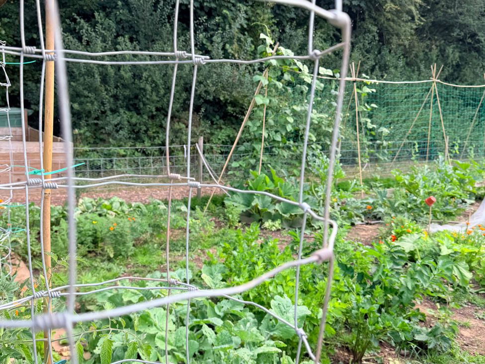 A garden with vegetable plants and supporting structures at Providence Cottage in Trellech