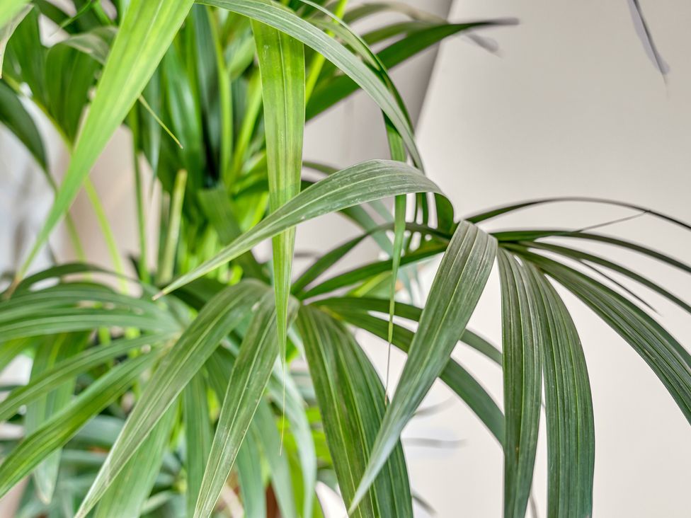 A plant with green leaves in an indoor setting at Peak View Terrace