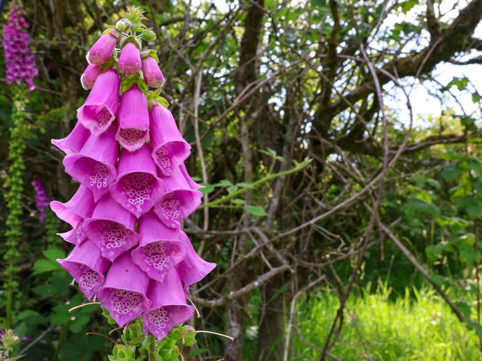 A close-up of a pink flower in a natural setting at Granary in peterculter