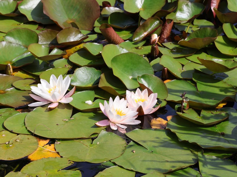 Water lilies on lily pads in a garden at Owl in Pickering