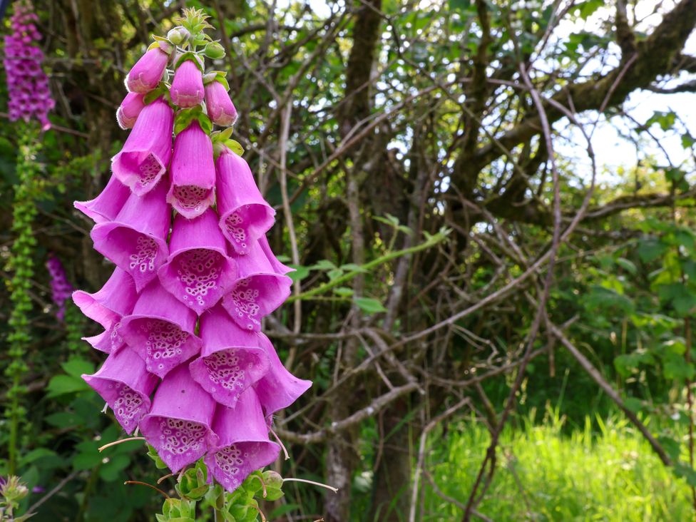A pink flower with tubular petals in a natural setting at Owl in Pickering