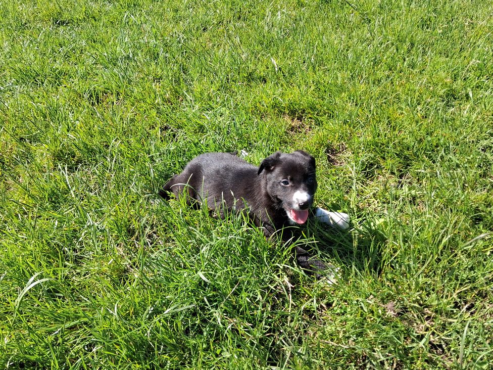 A puppy lying in the grass at Shepherd's Barn in Lancaster