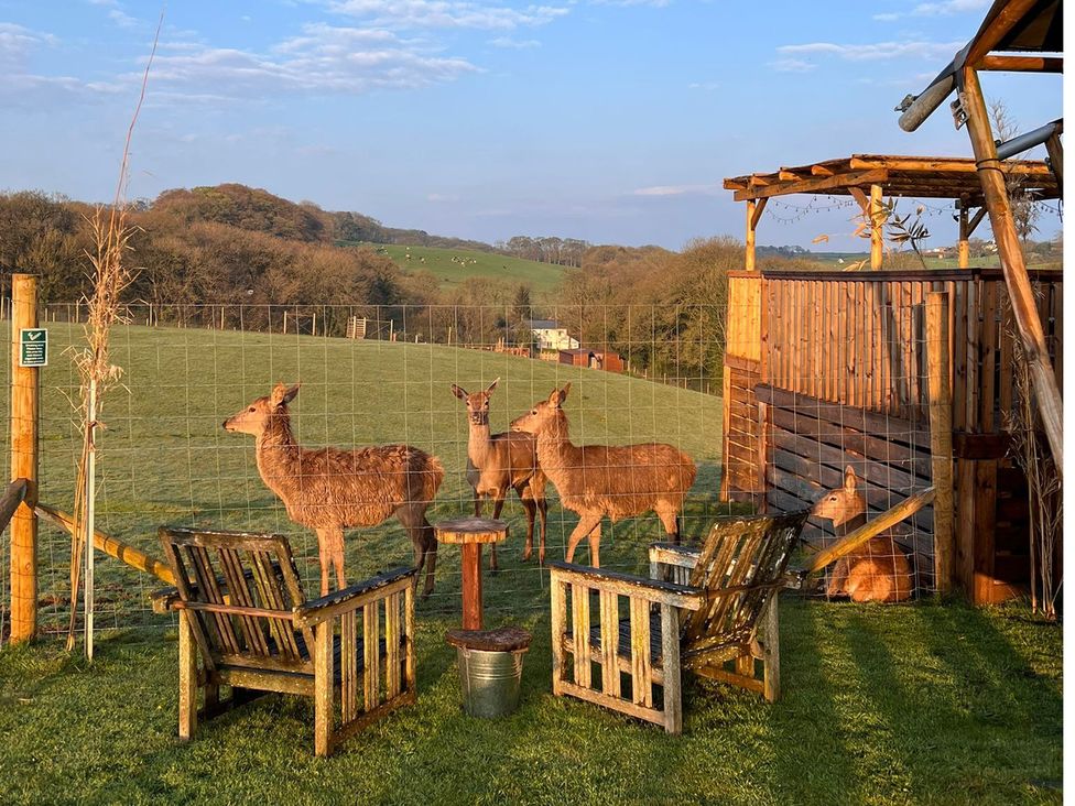 A group of deer near wooden chairs and a table in an outdoor area