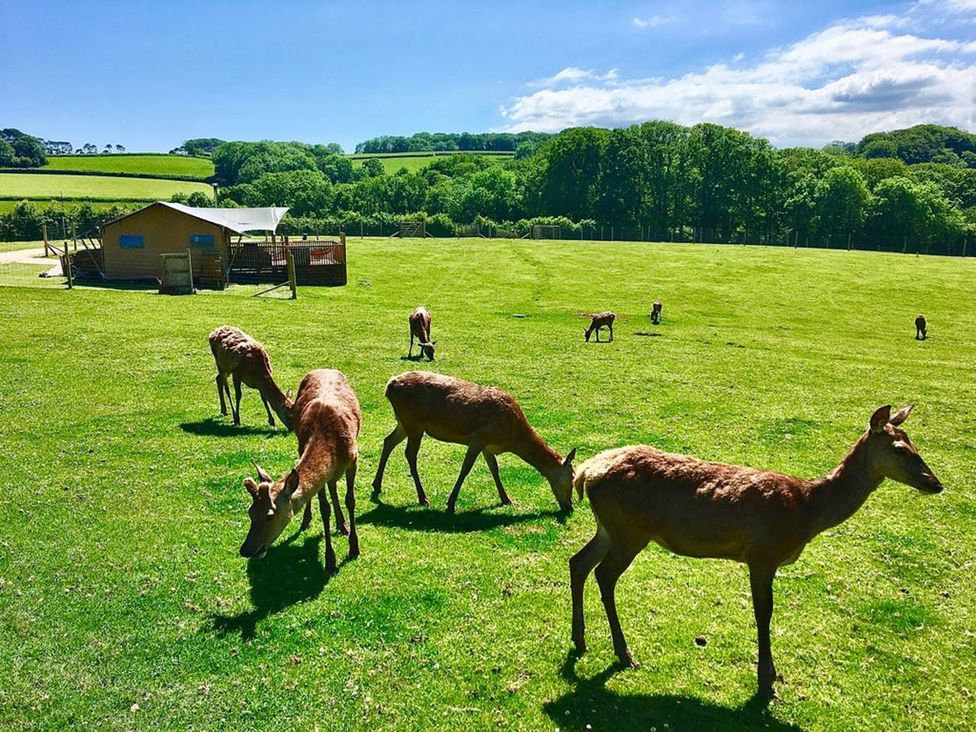 A herd of deer grazing near a shed in a grassy field