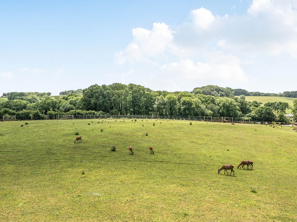 A field with horses grazing at Luxury Safari Lodge Sleeps 4/6 Deer Park Dogs Ok in Zeal Monachorum near Bow
