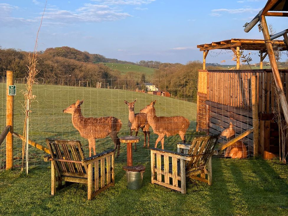 Deer near seating area with wooden chairs and table in a field