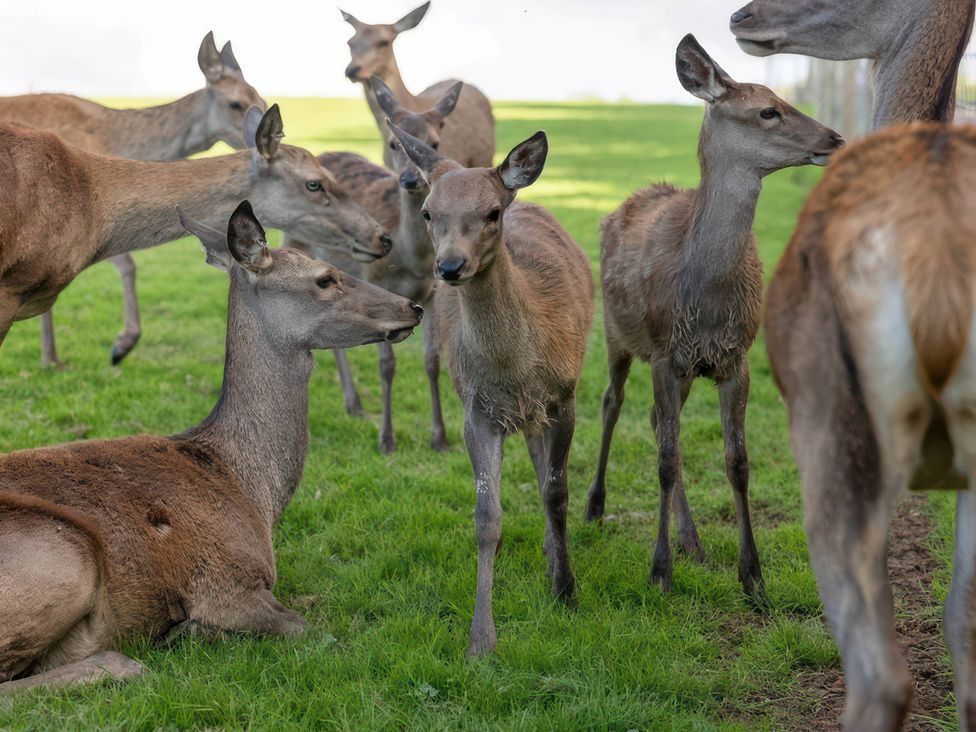 A group of deer on grass