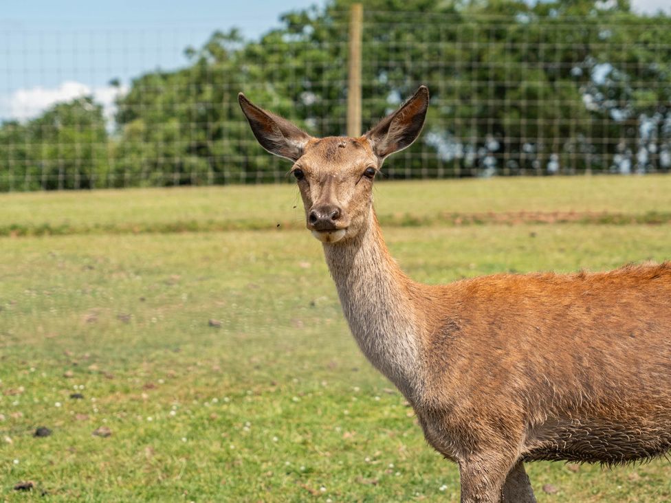 A deer standing in a field at Luxury Safari Lodge Sleeps 4/6 Deer Park Dogs Ok Zeal Monachorum near Bow