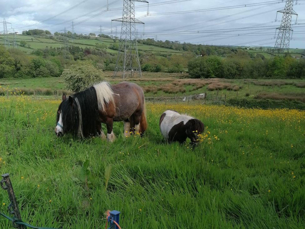Two horses grazing in a field with electric pylons near Johnstown
