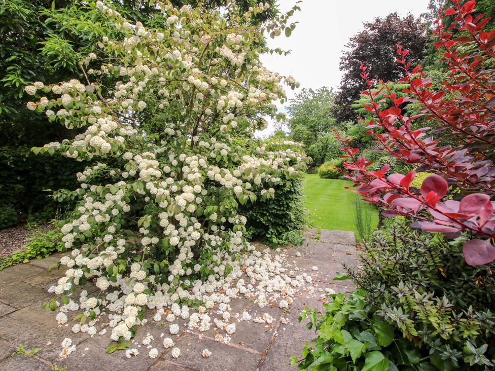 A flowering shrub in a garden with a path and lawn at Apartment 4 in Lydbury North