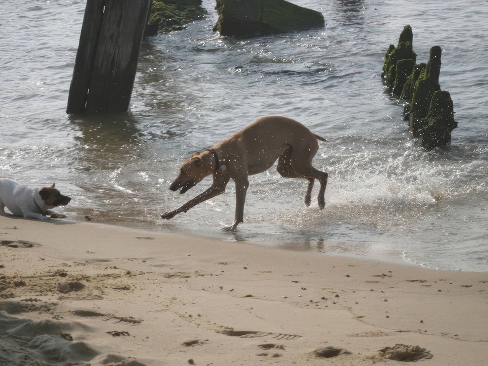 Two dogs playing near water at No 1 The Martins, Walberswick