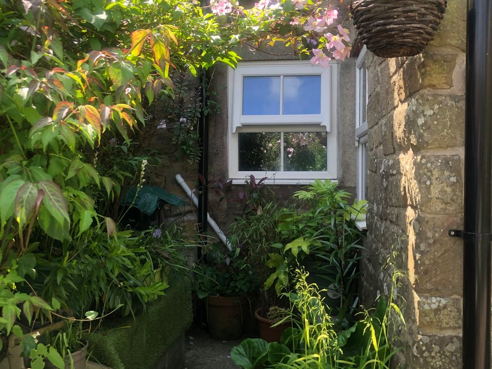 A garden with plants and a window at Sunnyside in Elton