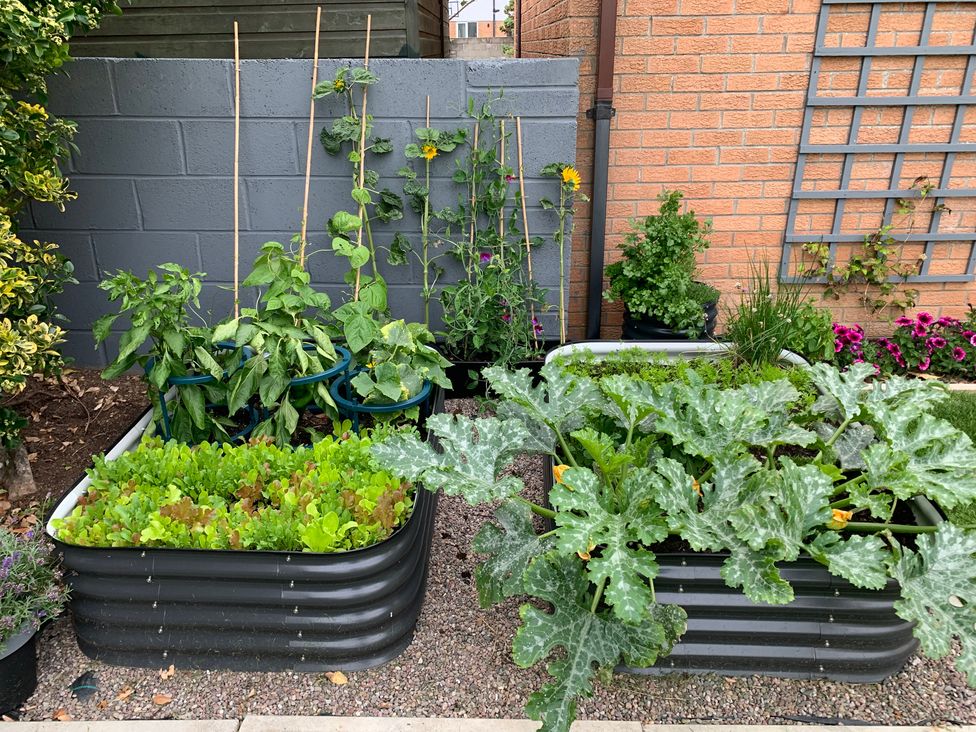 A garden with raised garden beds growing vegetables at 7 Adrian Close in Porthcawl