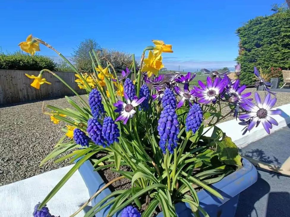 A planter with daffodils and grape hyacinths in a garden at Aberporth 2 Bed Cottage Sleeps 4 Pet Friendly Parcllyn near Aberporth