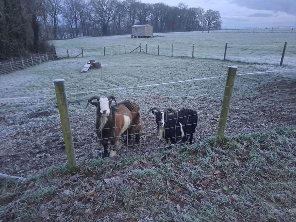 Two sheep by a fence in a field at a farm near Bishop's Waltham
