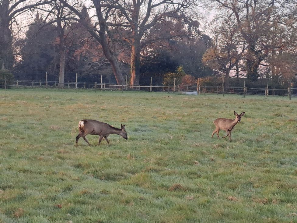 Two deer grazing in a field near trees and a fence